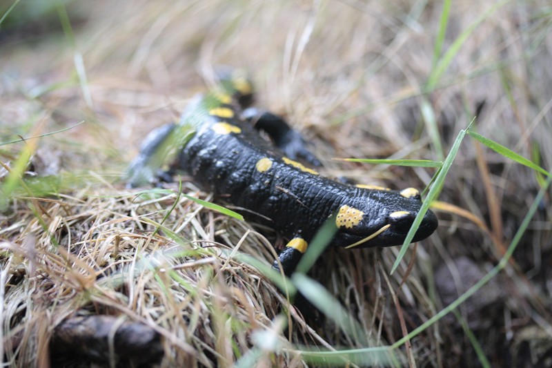 salamandra pezzata